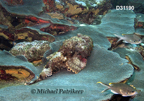 Spotted Scorpionfish (Scorpaena plumieri)